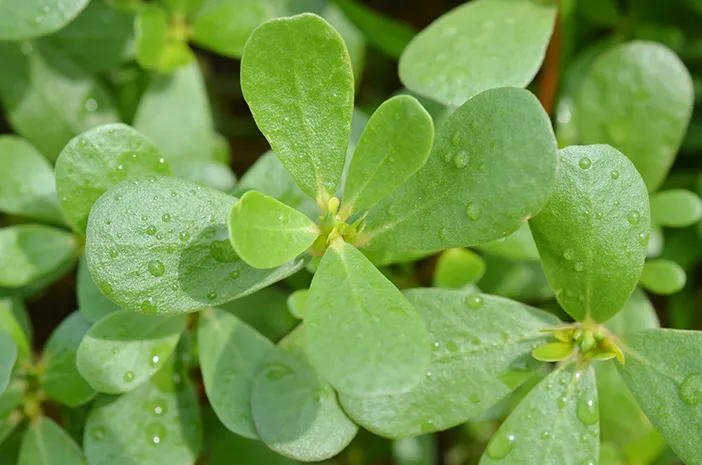 Penghijauan Sekolah, Siswa Tanam 200 Pohon